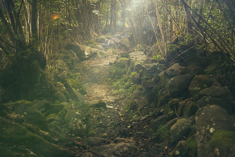 Forest Walking Meditation
